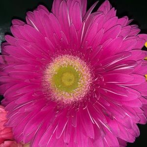 Meet your Posher, Lajoni